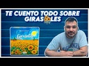 Girasoles